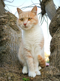 Portrait of cat sitting outdoors