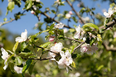 Low angle view of cherry blossom tree