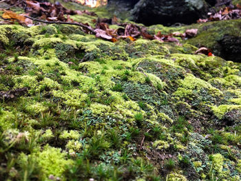 Close-up of moss growing on rock