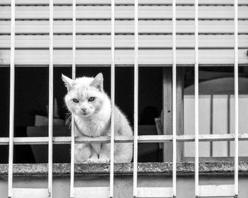 Portrait of cat sitting in cage