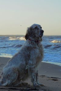 Dog sitting on beach