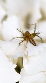 Close-up of spider on white flower