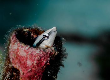 Close-up of fish swimming in sea