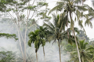 Low angle view of coconut palm trees against sky