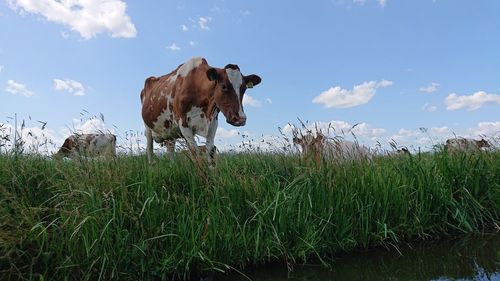 Cows on field against sky