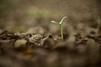 Close-up of plant growing on field