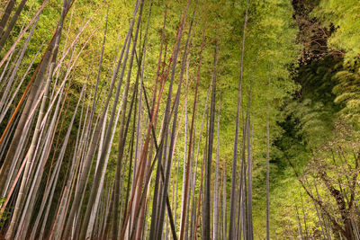 Arashiyama bamboo grove zen garden light up at night. arashiyama, kyoto, japan