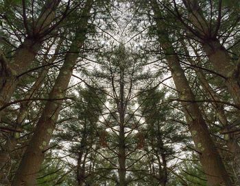 Low angle view of trees in forest