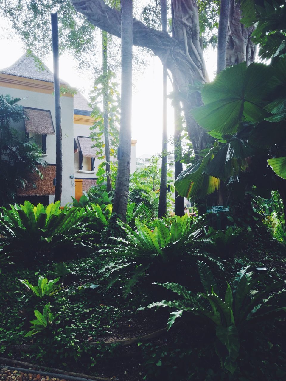 PLANTS AND TREES GROWING IN HOUSE