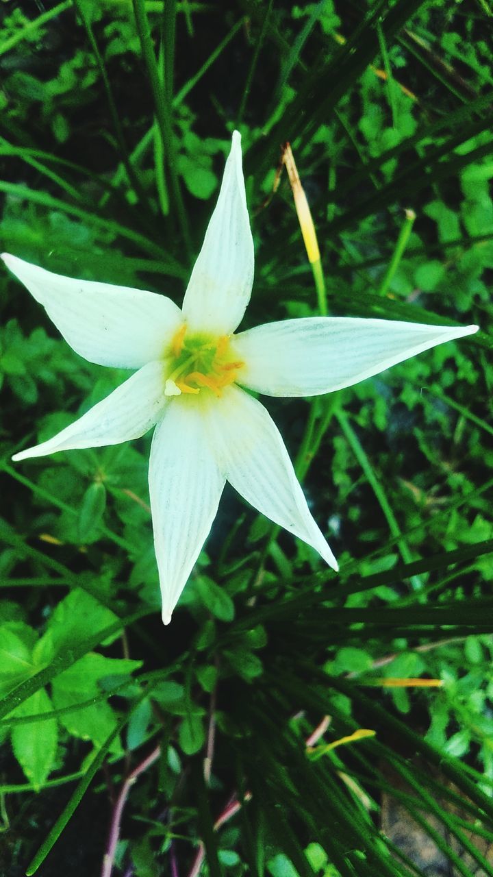 CLOSE-UP OF WHITE FLOWERING PLANTS