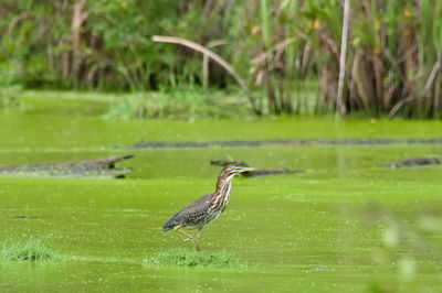 Bird perching on a lake