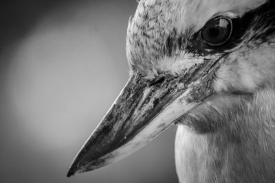 Close-up of a bird