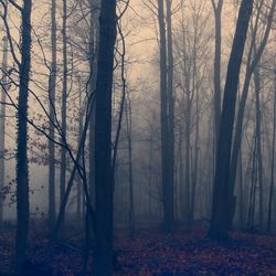 Trees in forest during foggy weather