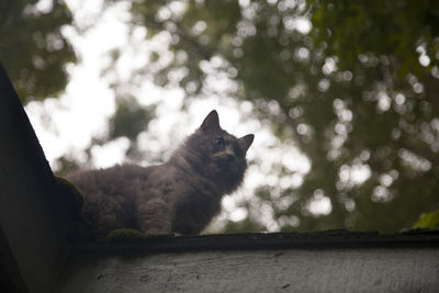 Grey cat on a roof
