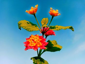 Low angle view of flowering plant against blue sky
