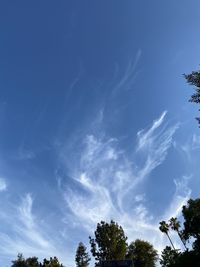 Low angle view of trees against blue sky