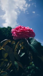 Close-up of red flower