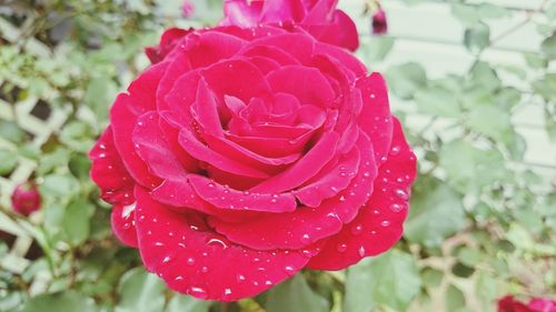 Close-up of red rose