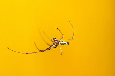 Close-up of spider against yellow background