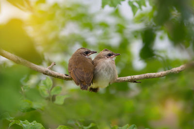 Close-up of bird perching on tree