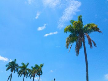 Low angle view of palm trees against blue sky
