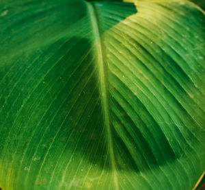 Close-up of raindrops on green leaves