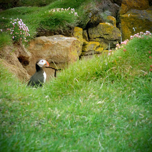 Bird on grassy field