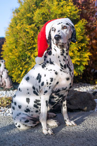 Adult dalmatian dog in a santa hat. dalmatian with heterochromia of the eyes. 