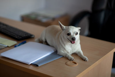 Dog sitting on table at home