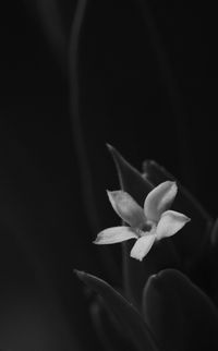 Close-up of flower blooming against black background