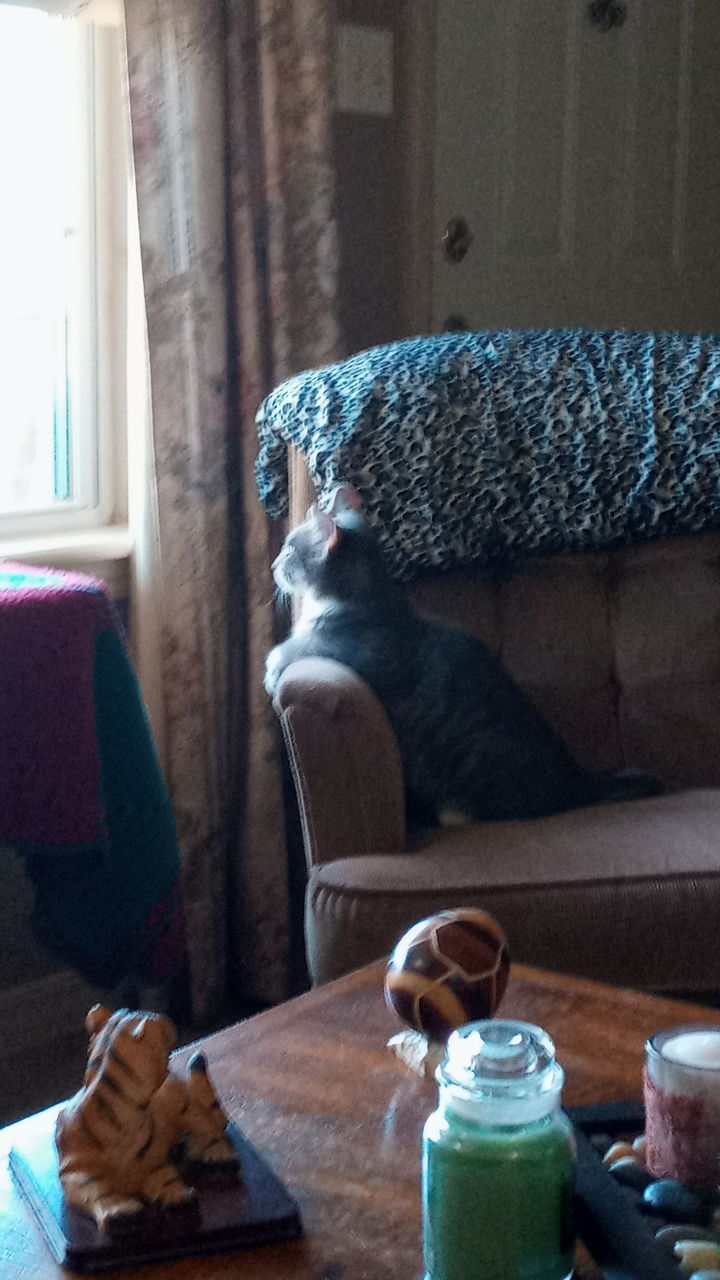 CAT SITTING ON A TABLE