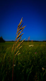 Close-up of grass growing on field against clear sky