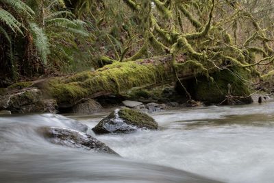 Stream flowing through rocks in forest