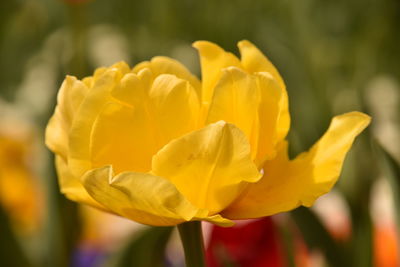 Close-up of yellow tulip