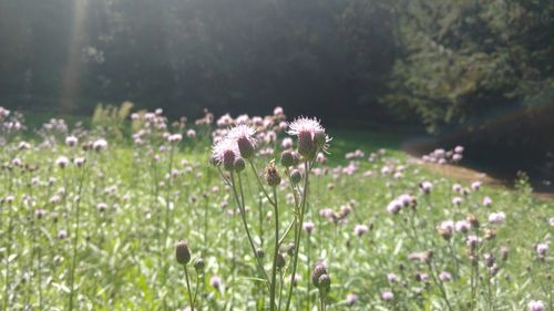 Close-up of purple flowering plants on field