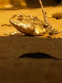 Close-up of lizard on sand