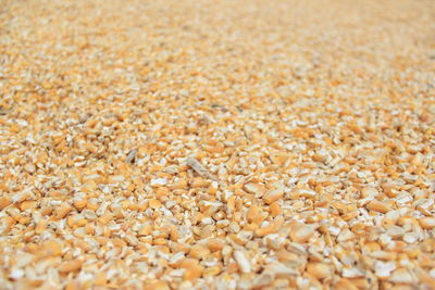 Full frame shot of wheat