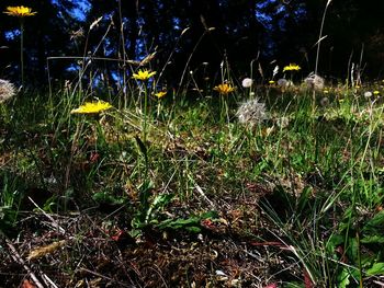 Plants growing on field
