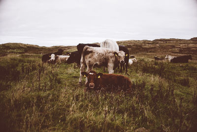 Cows on field against sky