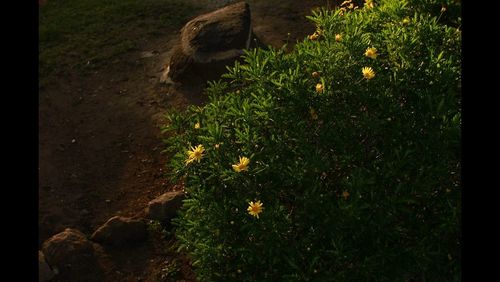 Plants growing on field