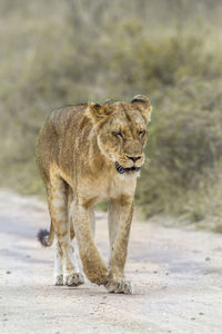 Lion walking on road