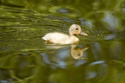 Duck swimming in a lake