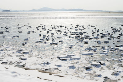 Flock of birds on beach against sky