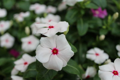 Close-up of white flowers blooming outdoors