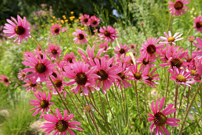 Close-up of pink flowering plants on field