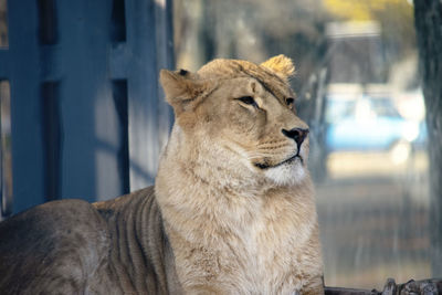 Cat looking away in zoo