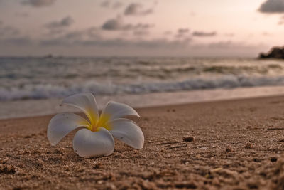 Close-up of frangipani on sand at beach against sky