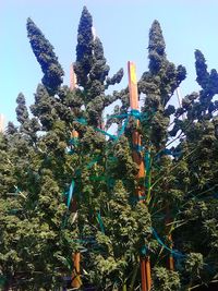 Low angle view of trees against blue sky