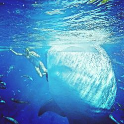 Woman snorkeling by whale shark