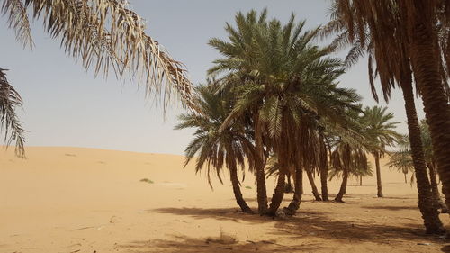 palm tree